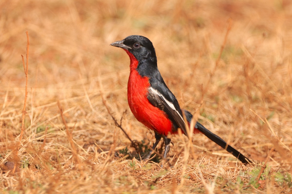 Crimson-breasted Gonolek - ML640085612