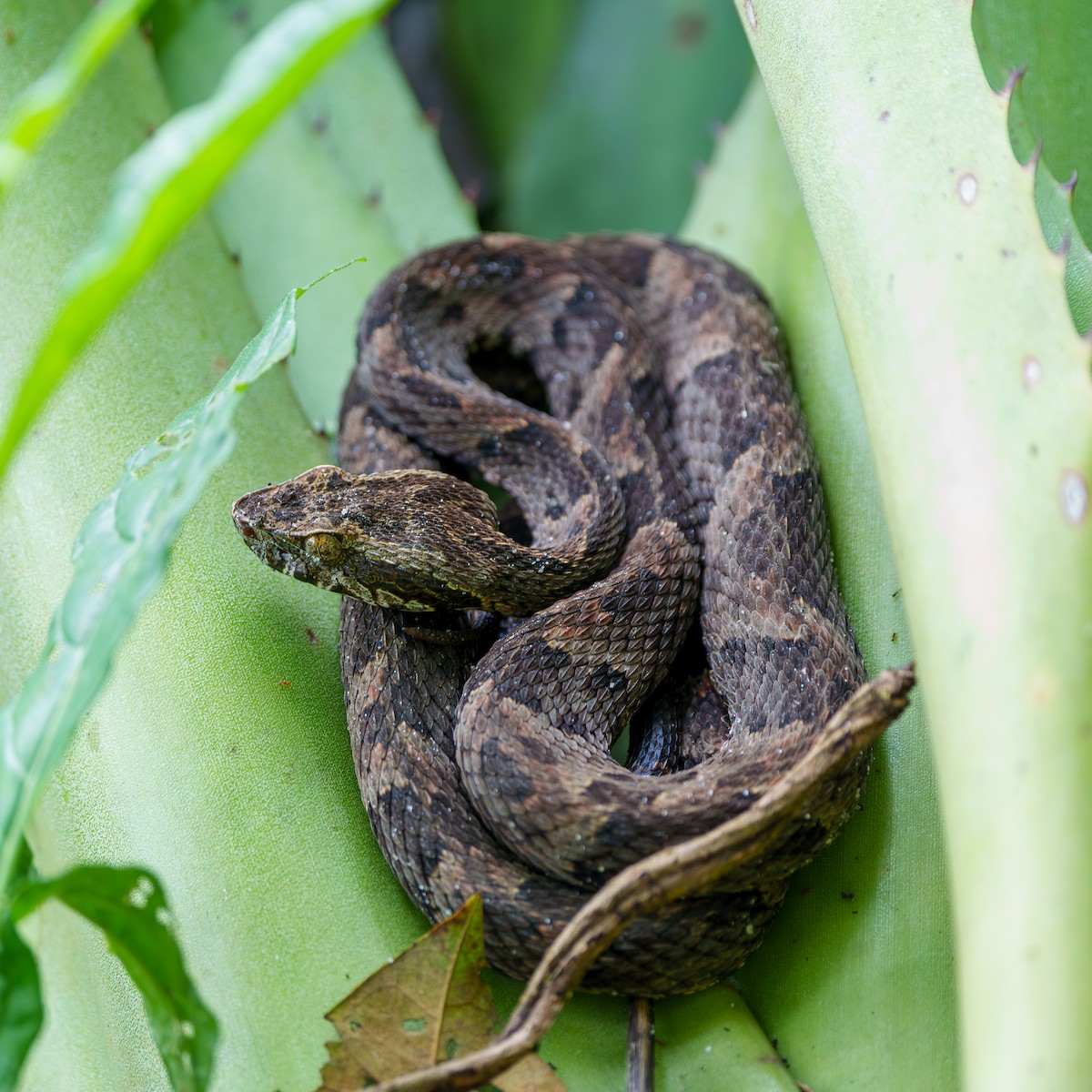Whitetail Lancehead - ML640085626