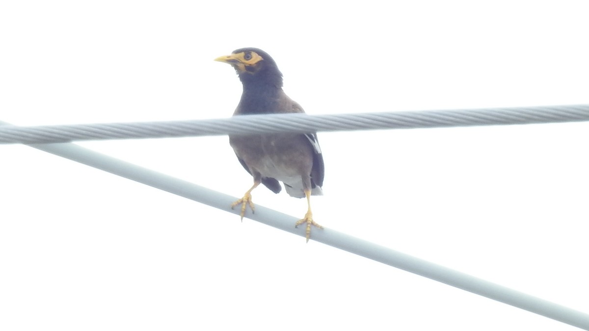 Тольт бор тодол - ML640085628