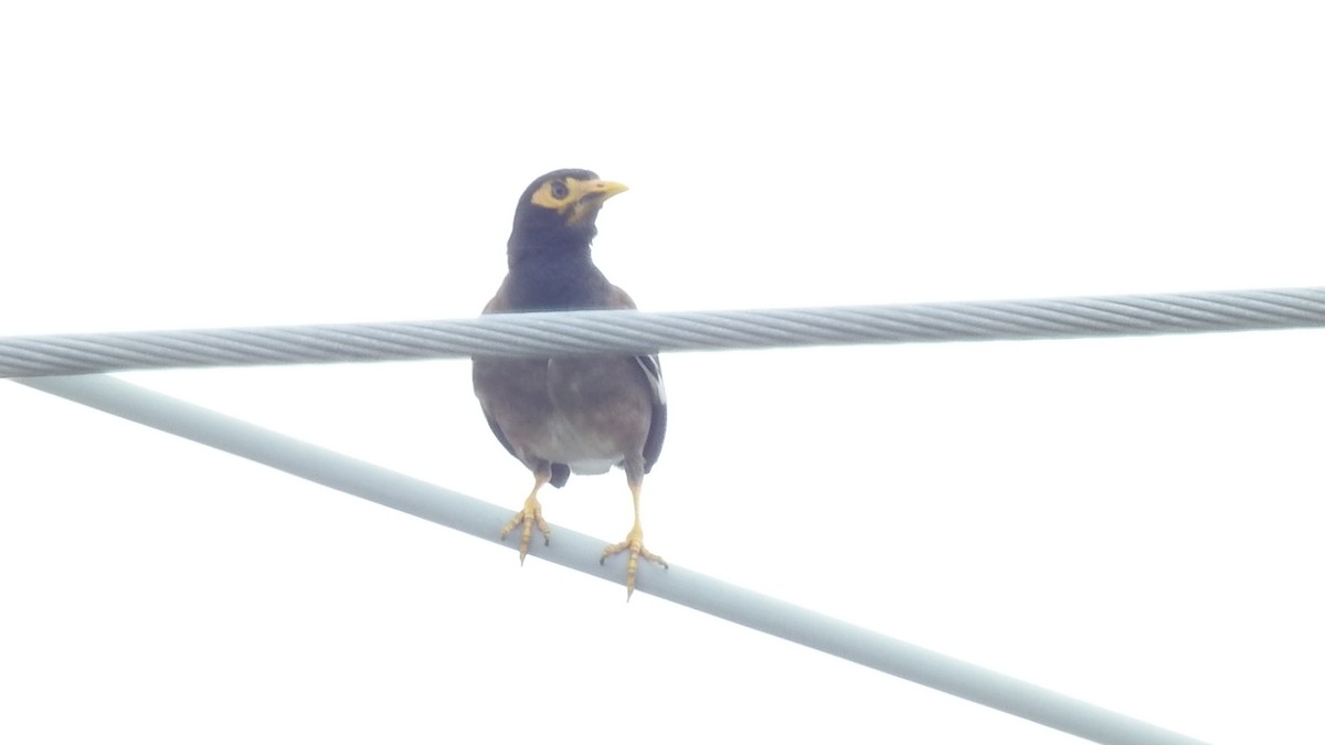 Тольт бор тодол - ML640085629