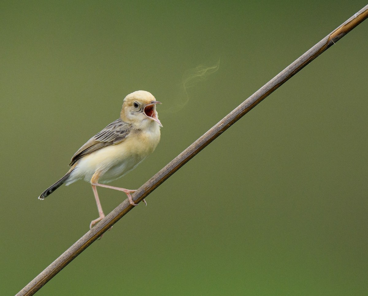Golden-headed Cisticola - ML640085690