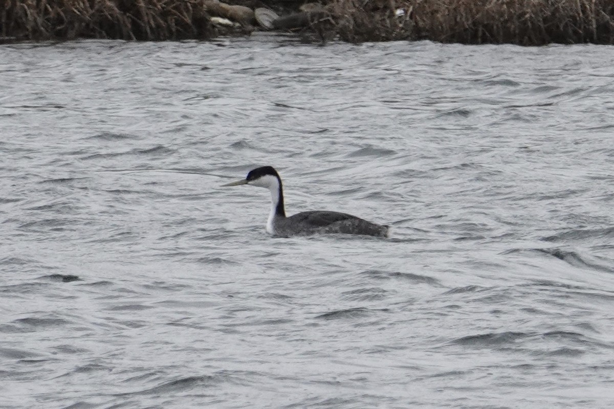 Western Grebe - ML640085726
