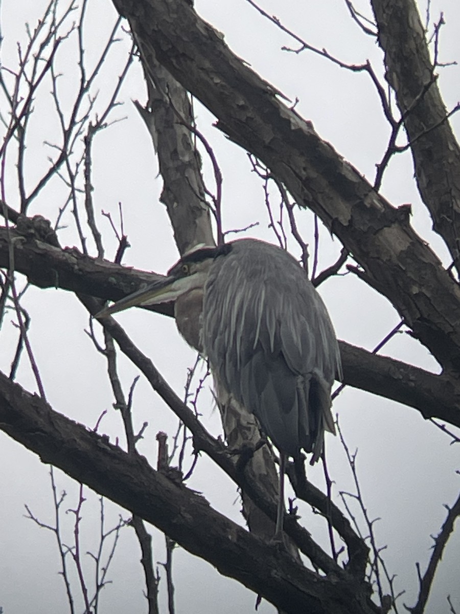 Great Blue Heron - ML640085833