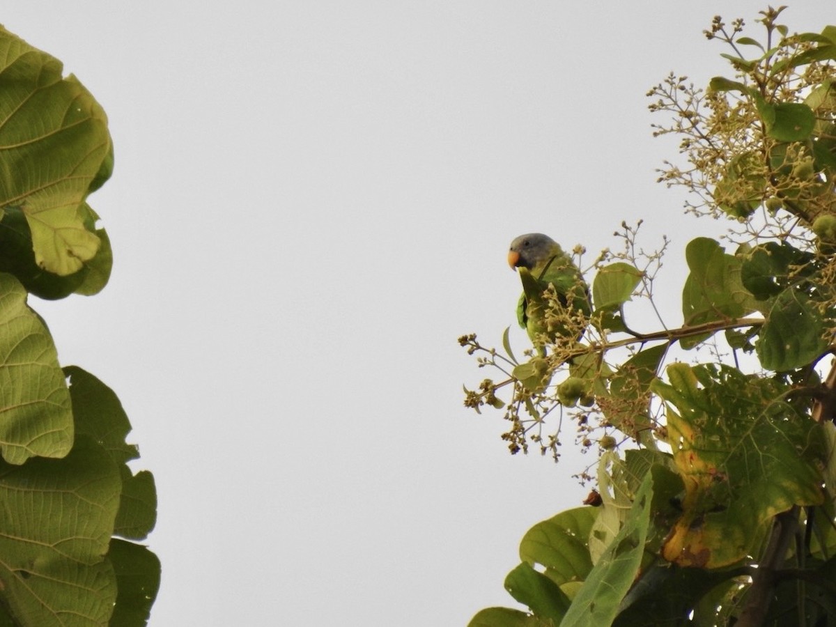Blossom-headed Parakeet - ML640085867