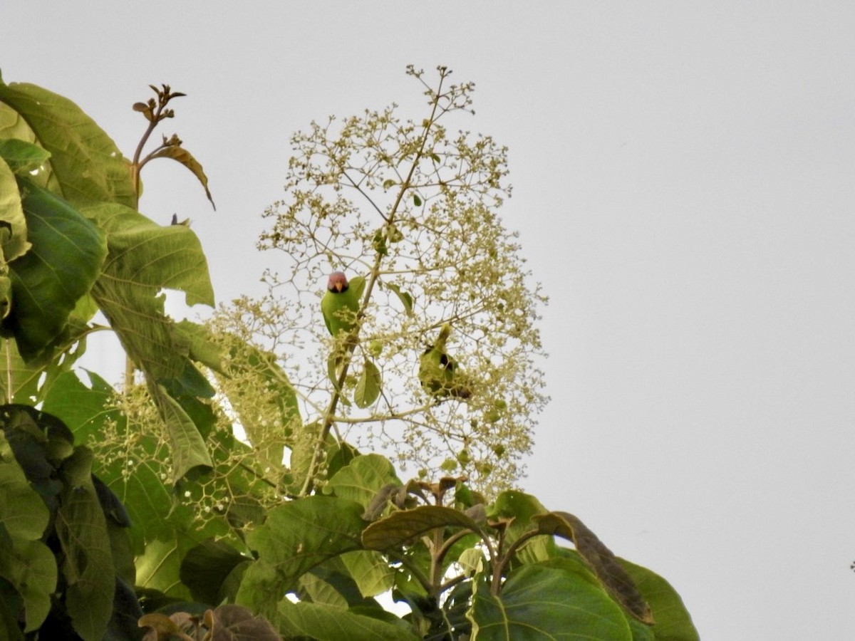 Blossom-headed Parakeet - ML640085872