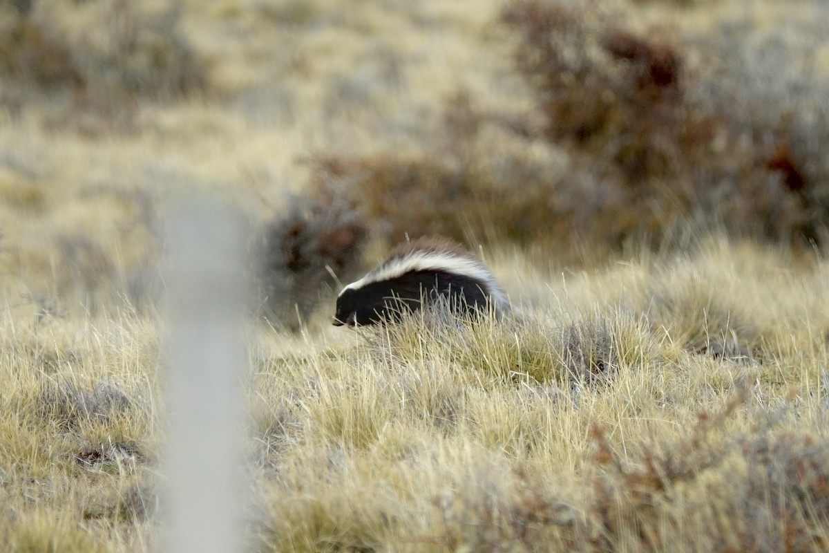 Molina's Hog-nosed Skunk - ML640085954