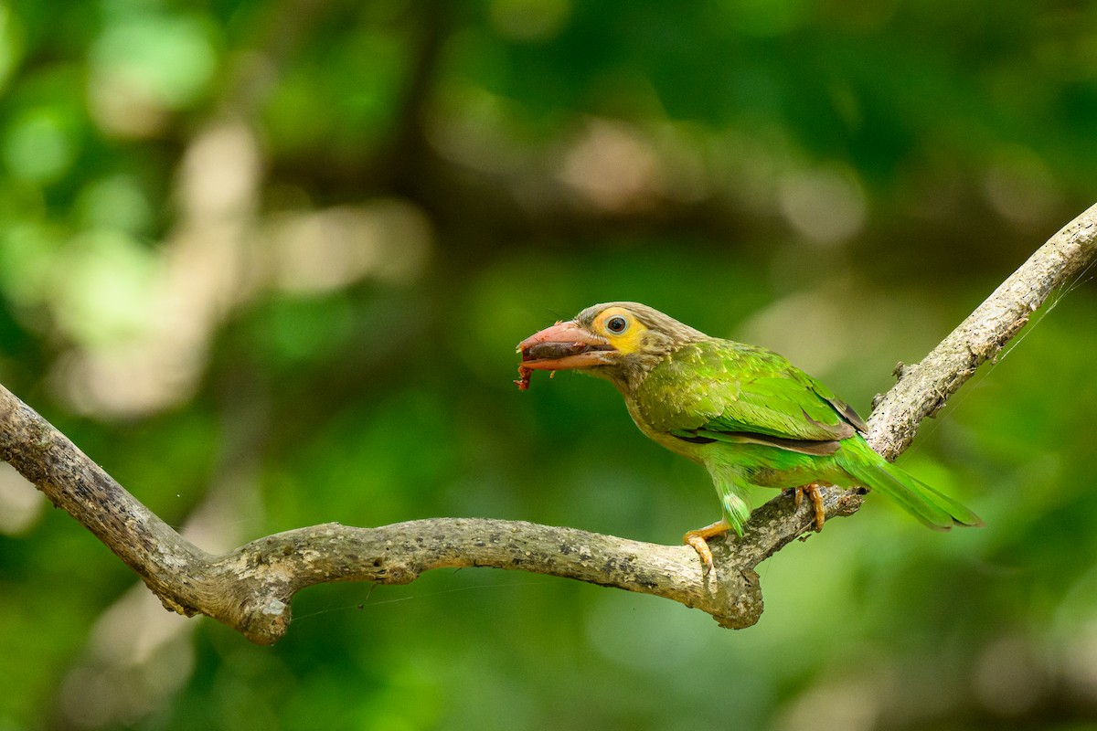 Brown-headed Barbet - ML640086023