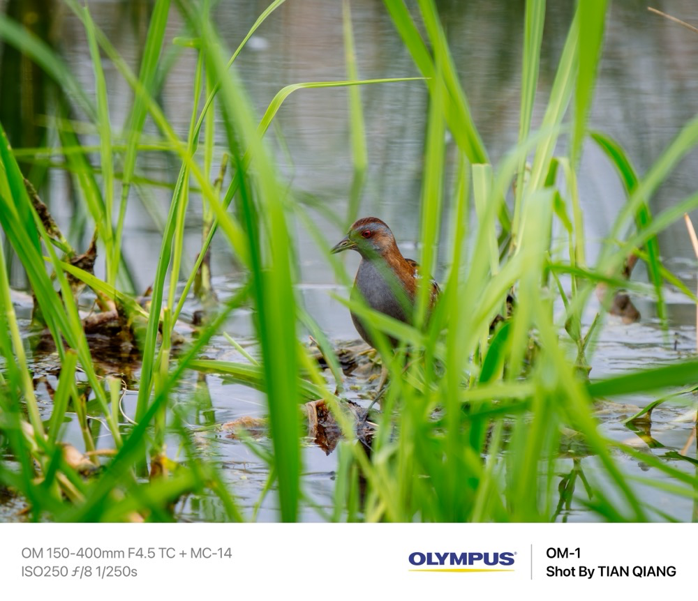 Baillon's Crake - ML640086043