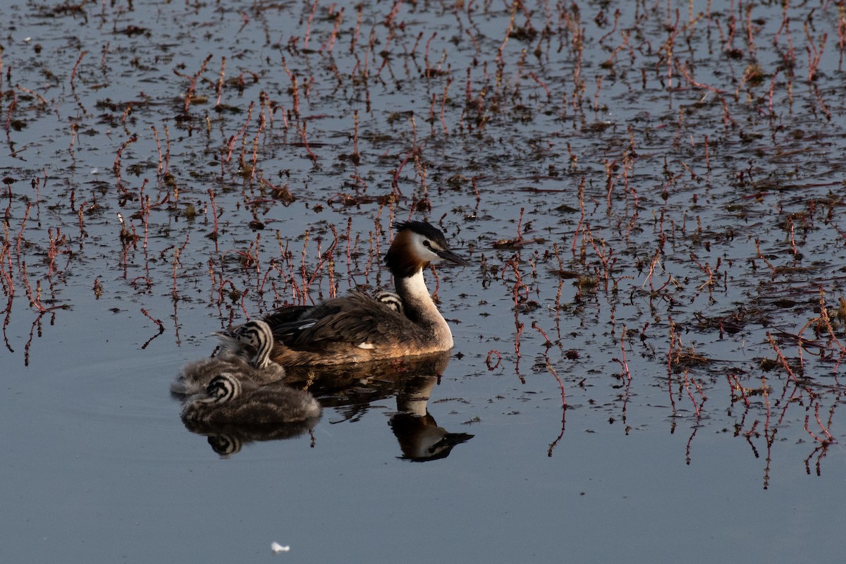 Grèbe huppé - ML640086052