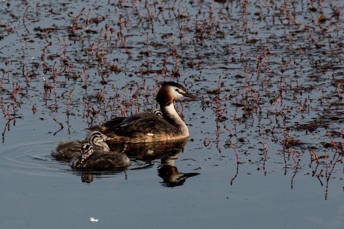 Grèbe huppé - ML640086056