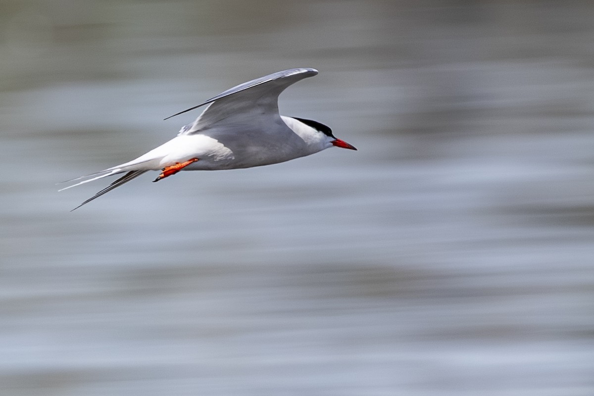 Common Tern - ML640086090