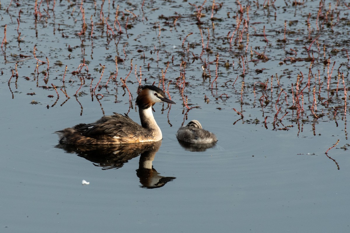 Grèbe huppé - ML640086091