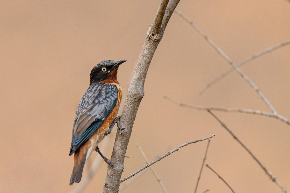 Spot-winged Starling - ML640086092
