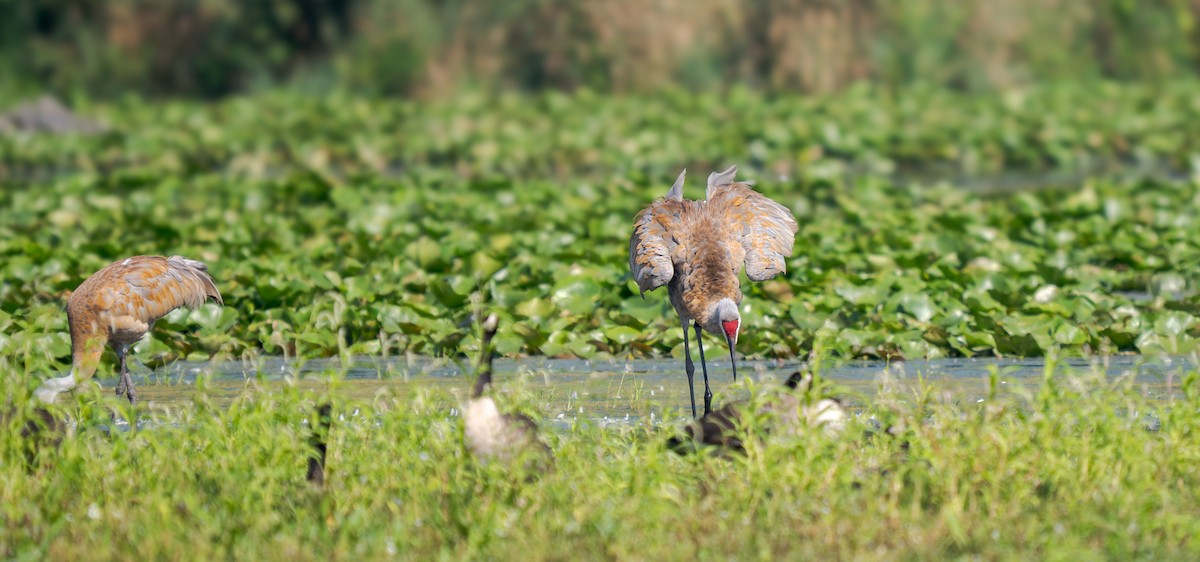 Sandhill Crane - ML640086094