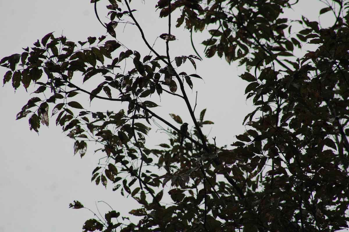 Азийн хөх бух - ML640086133