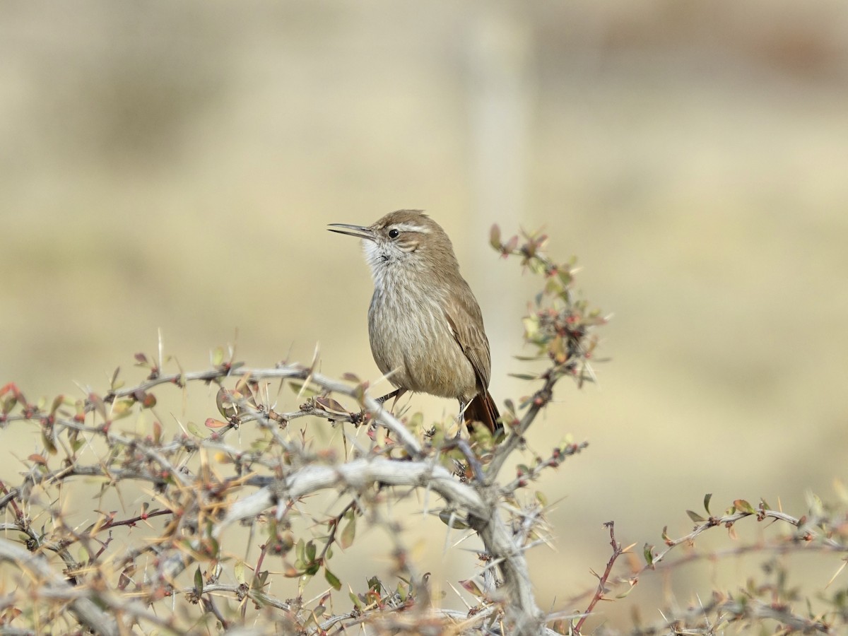 Band-tailed Earthcreeper - ML640086135