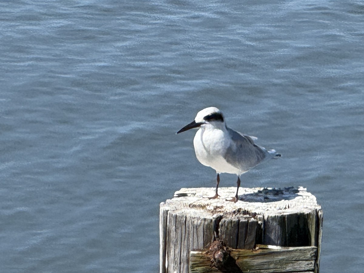 Forster's Tern - ML640086158