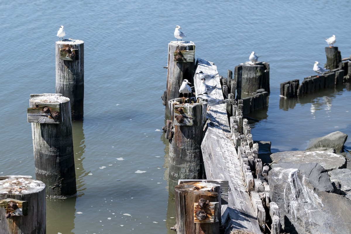 Forster's Tern - ML640086172