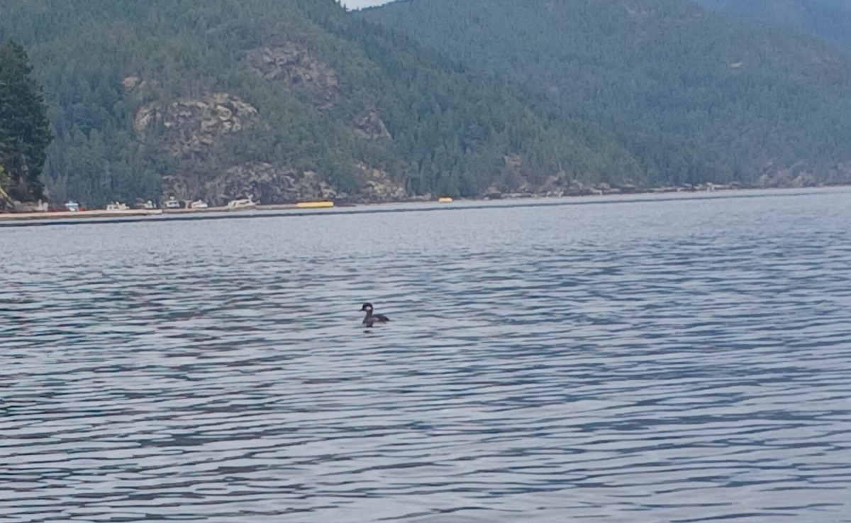 Bufflehead - ML640086195