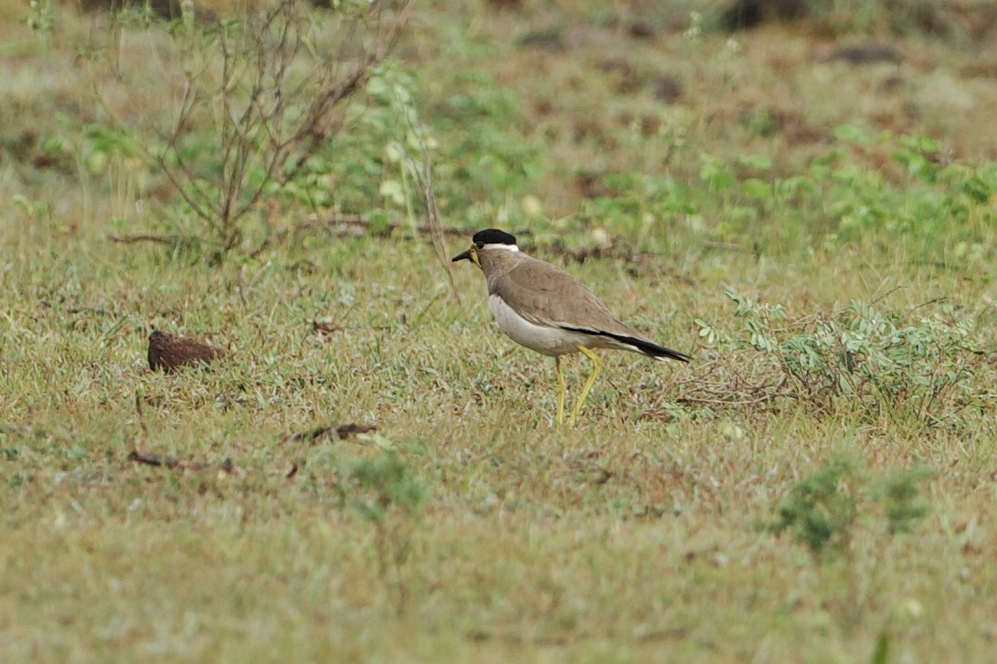 Yellow-wattled Lapwing - ML640086273