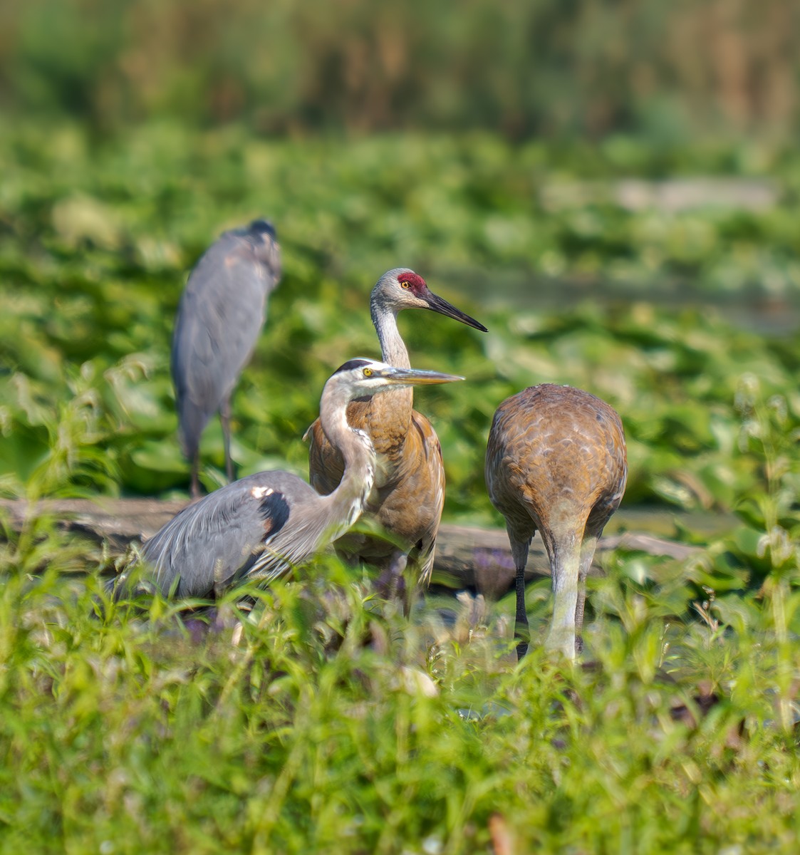 Sandhill Crane - ML640086274