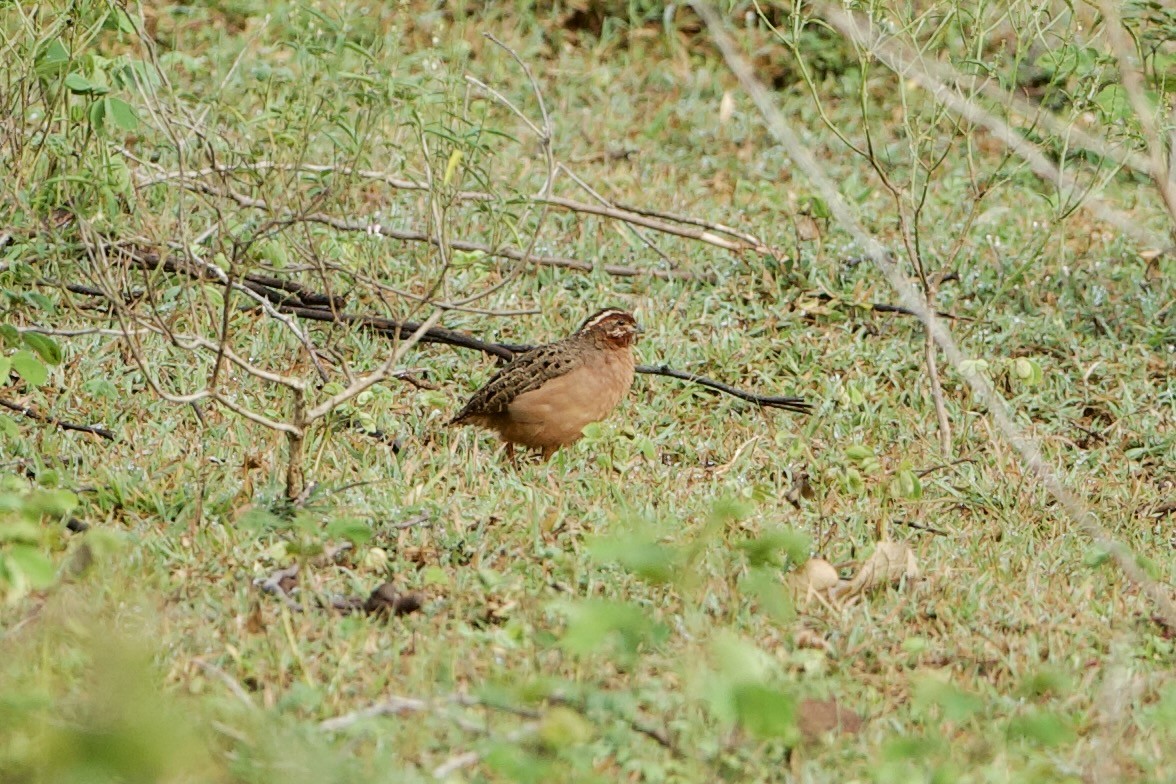 Jungle Bush-Quail - ML640086283