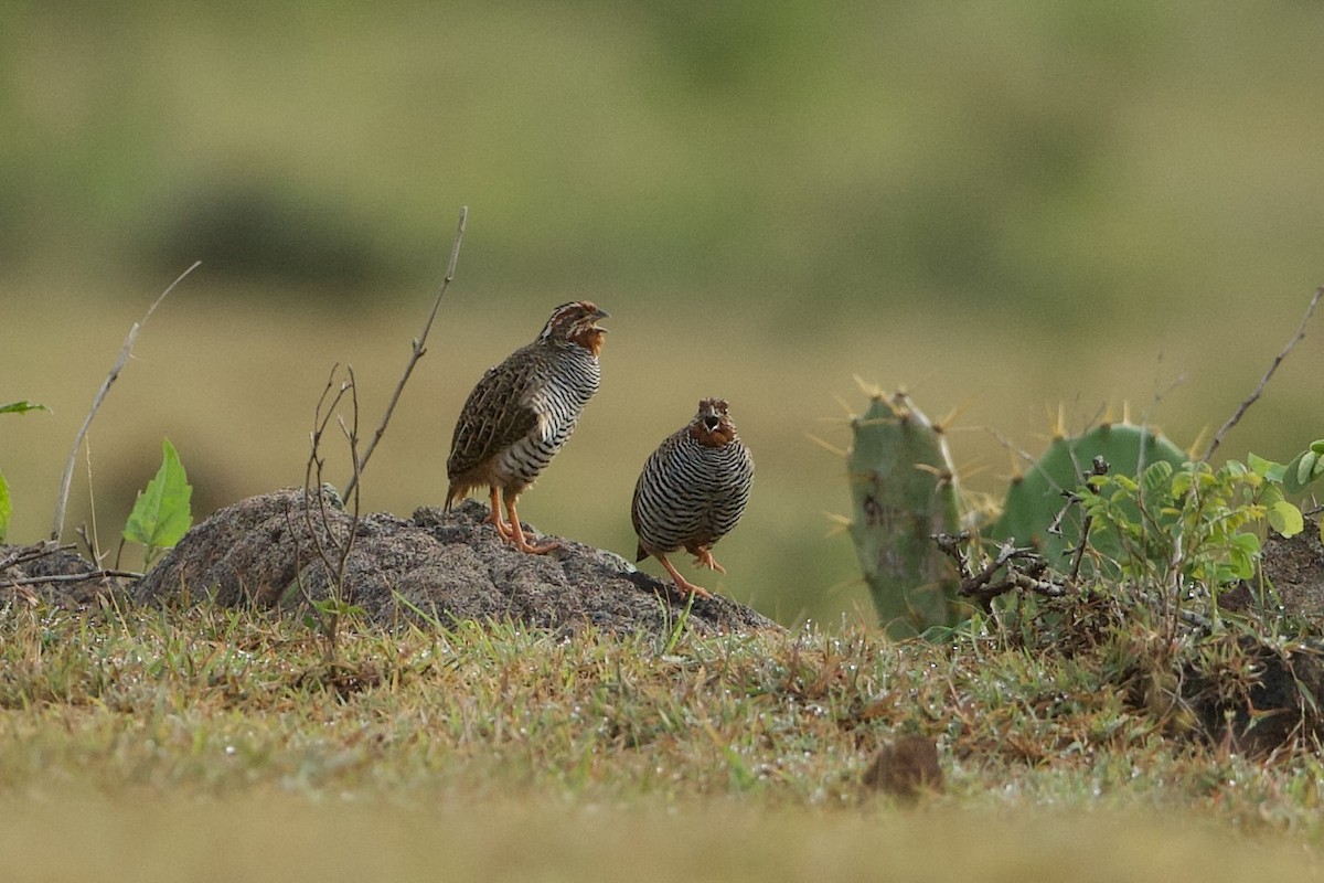 Jungle Bush-Quail - ML640086284