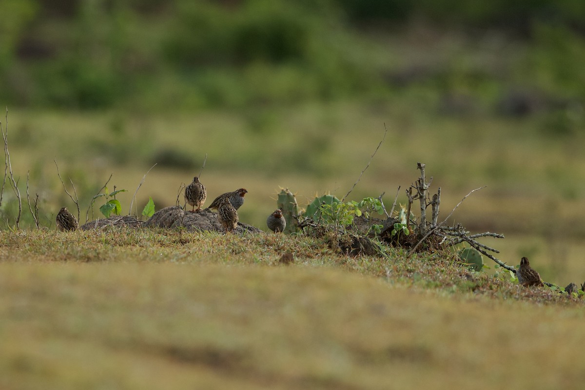 Jungle Bush-Quail - ML640086285