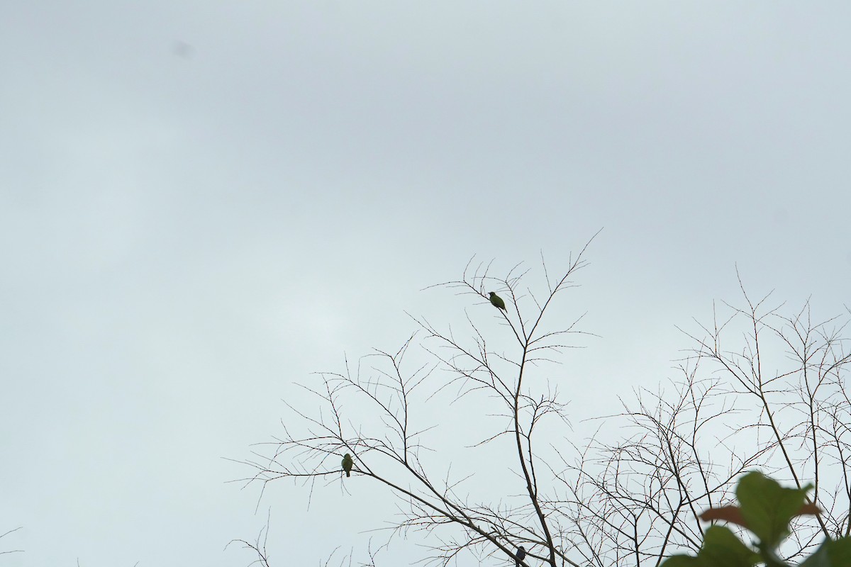 Golden-fronted Leafbird - ML640086330