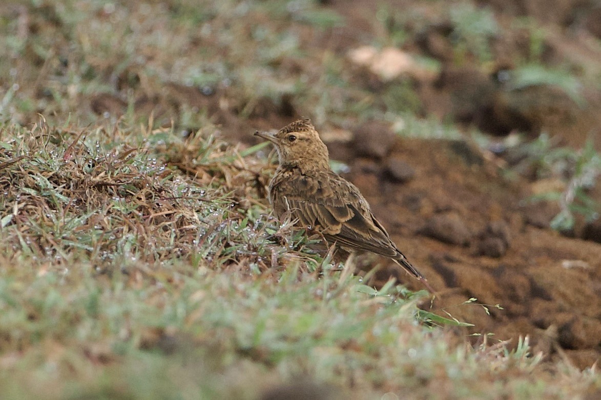 Malabar Lark - ML640086374
