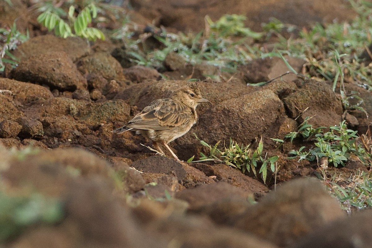 Malabar Lark - ML640086375