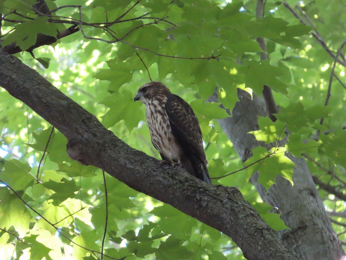 Broad-winged Hawk - ML640086444