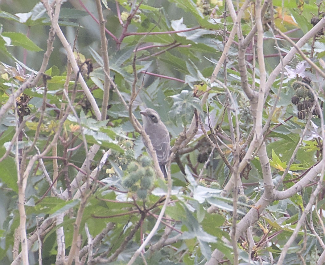 Common Woodshrike - ML640086452