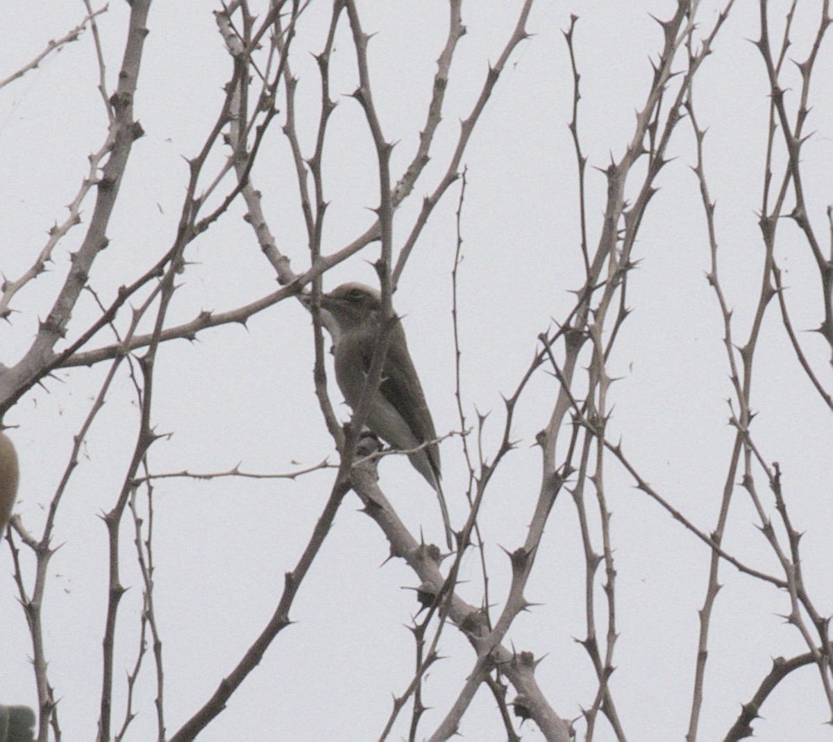 Common Woodshrike - ML640086453