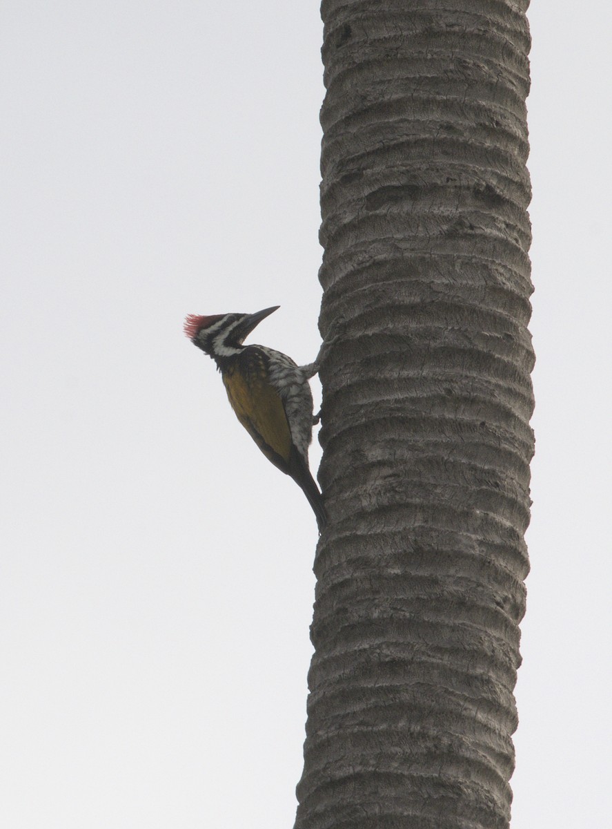 Black-rumped Flameback - ML640086488
