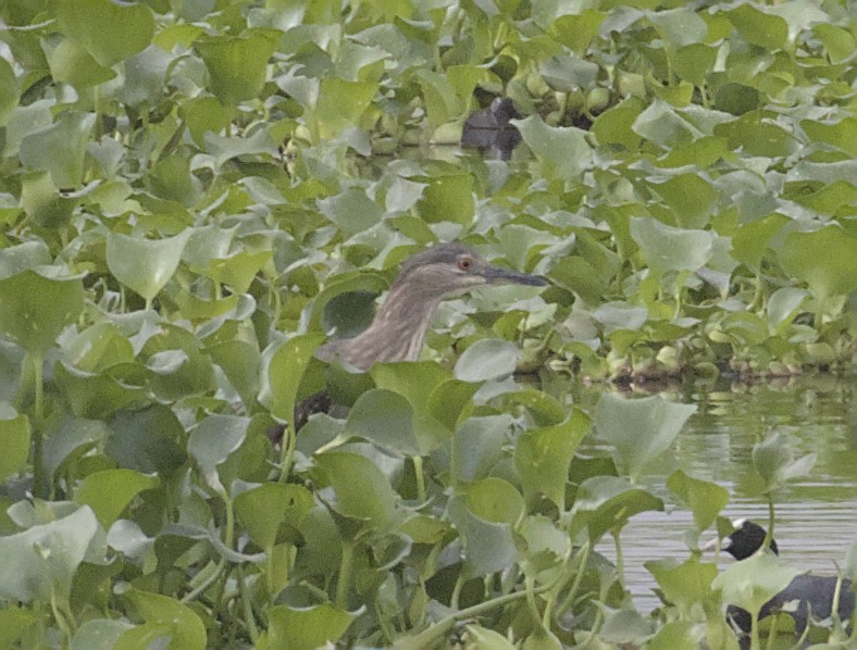 Little Heron - ML640086501