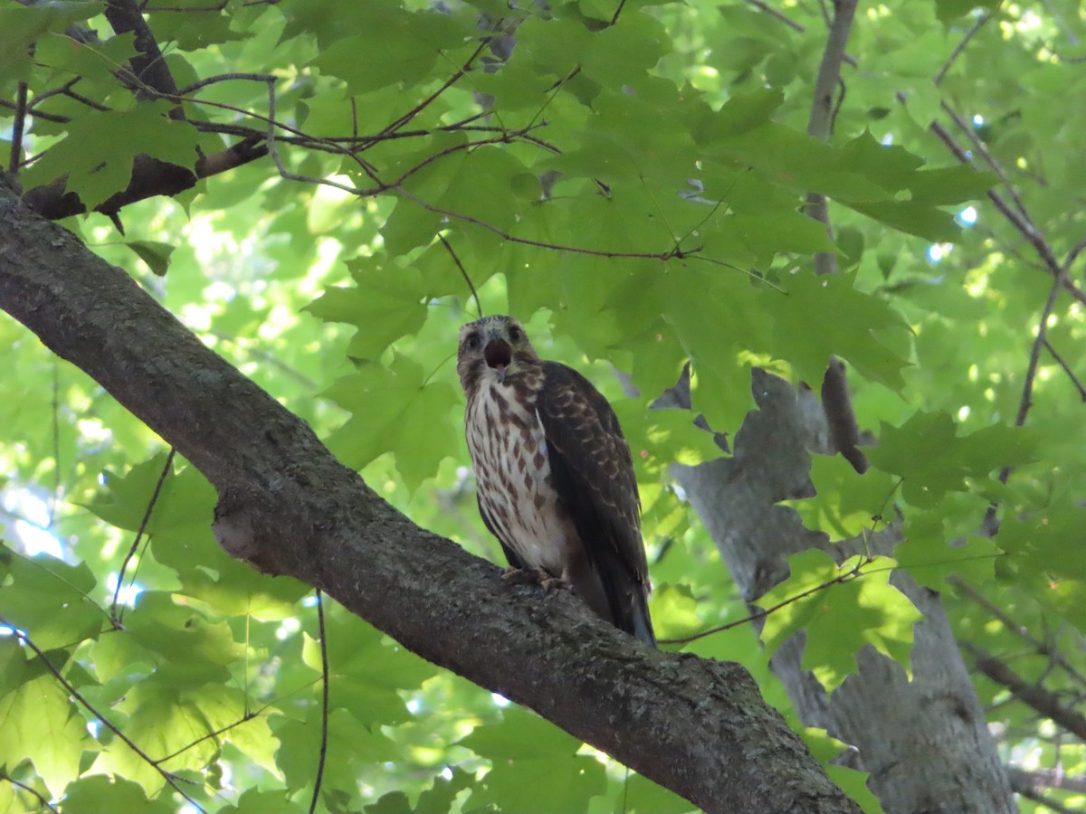 Broad-winged Hawk - ML640086511
