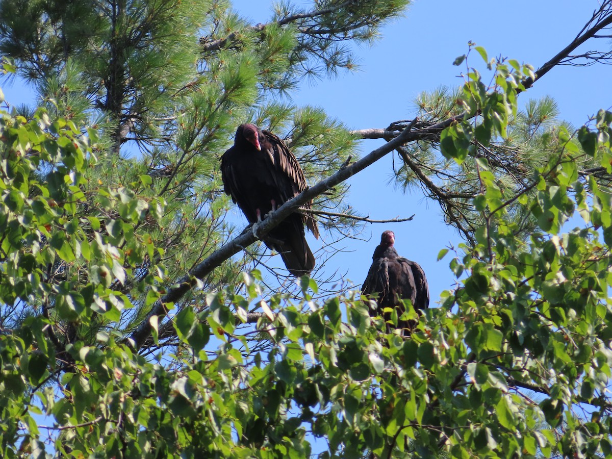 Turkey Vulture - ML640086527