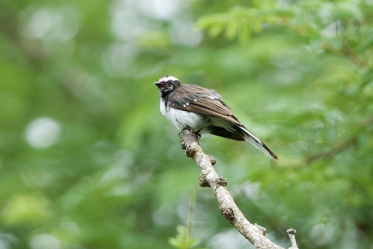 White-browed Fantail - ML640086553