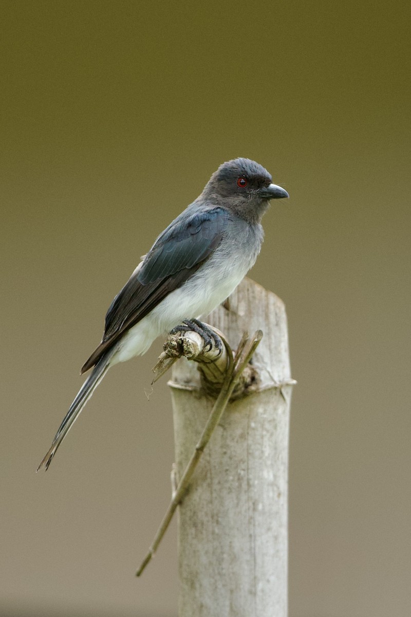 White-bellied Drongo - ML640086581