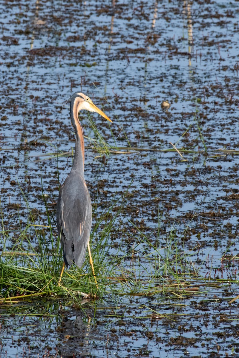 Purple Heron - ML640086641