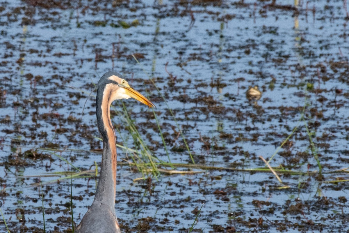 Purple Heron - ML640086643