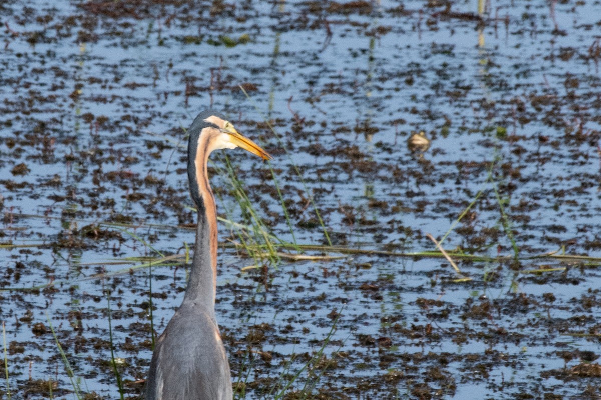 Purple Heron - ML640086644