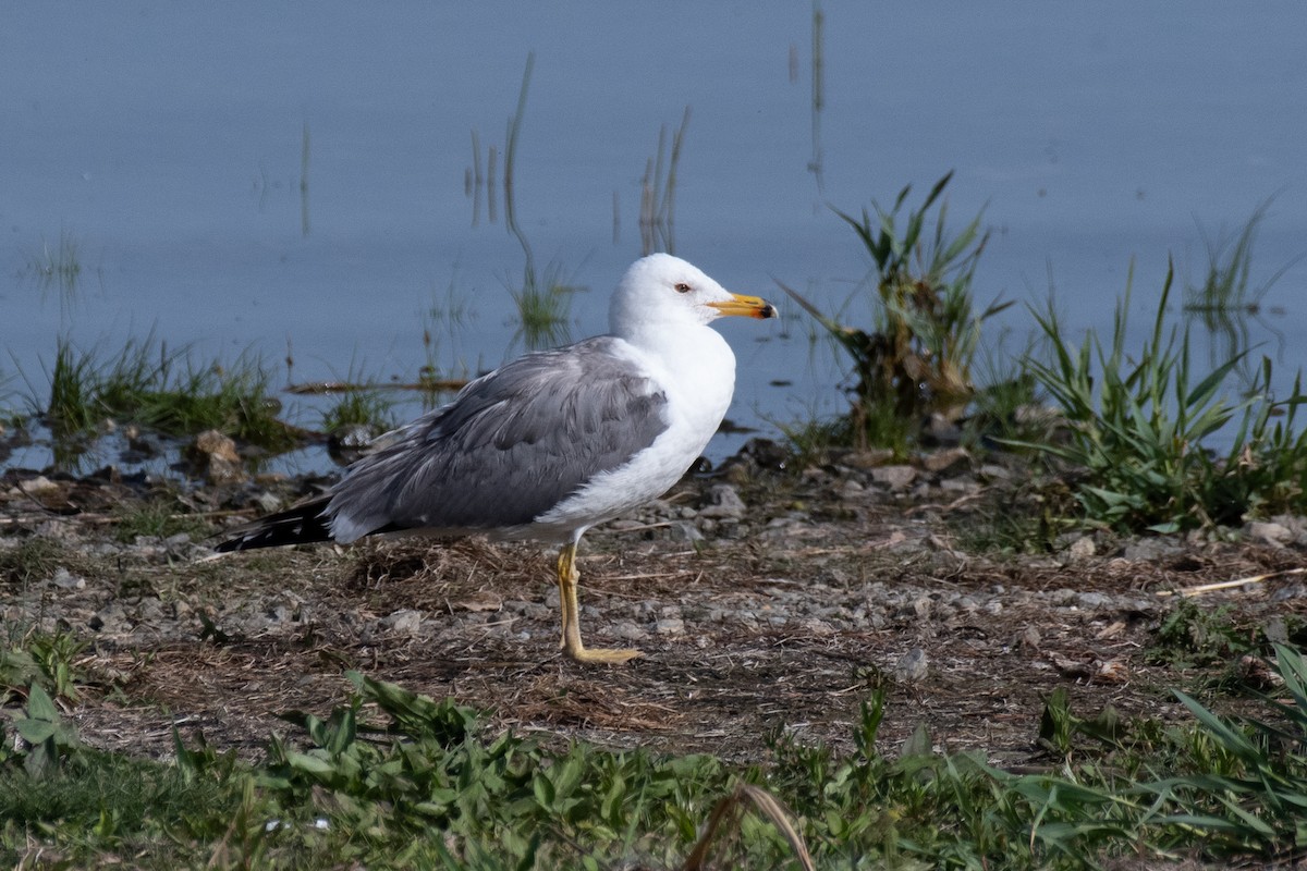 Armenian Gull - ML640086653
