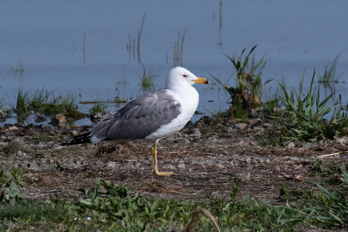 Armenian Gull - ML640086654