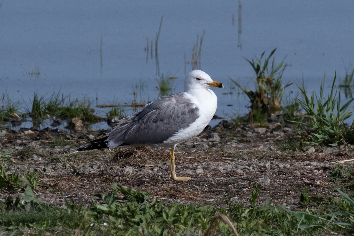 Armenian Gull - ML640086655