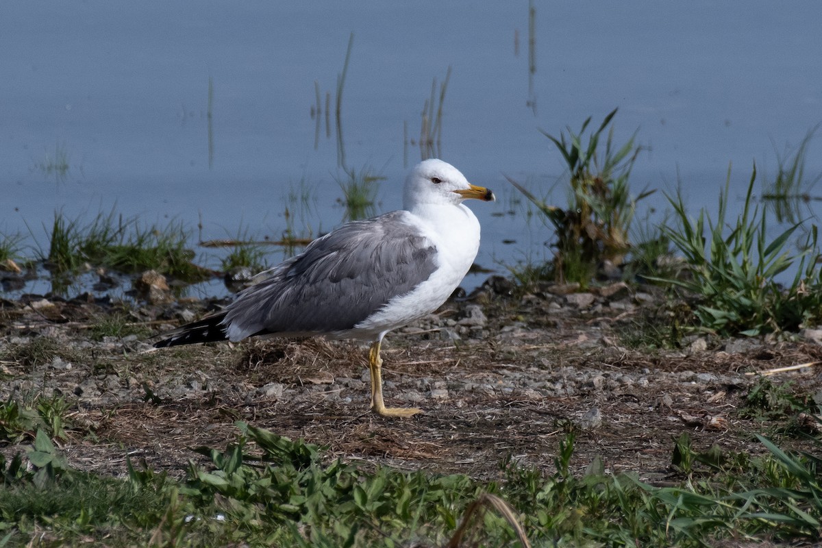 Armenian Gull - ML640086656