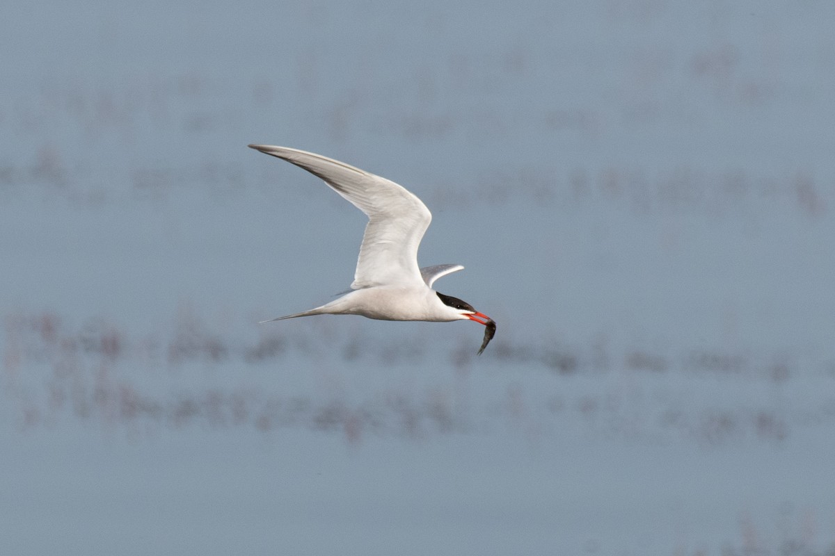 Common Tern (hirundo/tibetana) - ML640086670