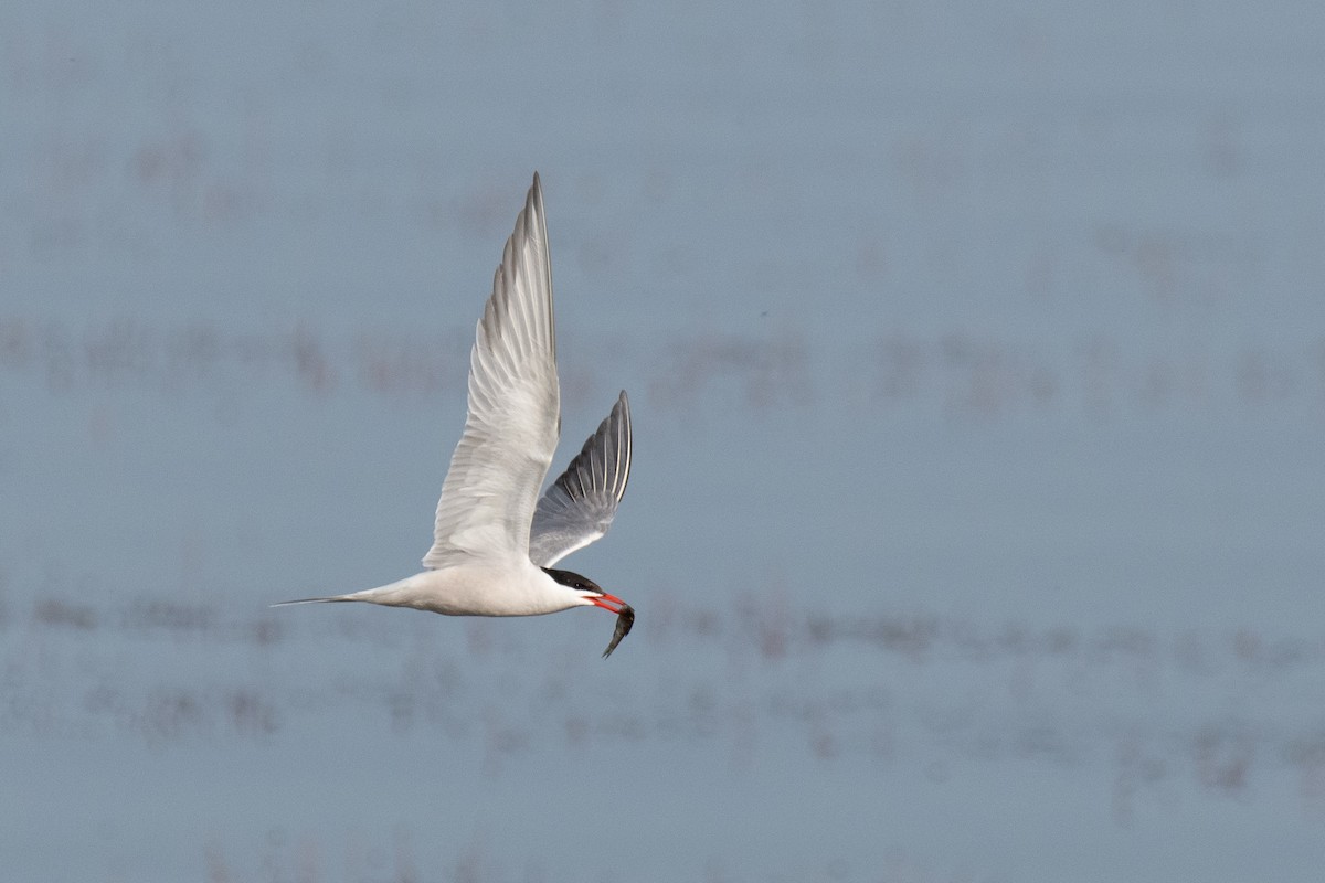 Common Tern (hirundo/tibetana) - ML640086671