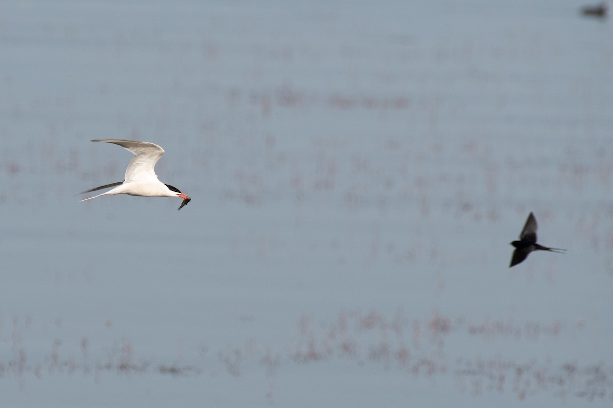 Common Tern (hirundo/tibetana) - ML640086672